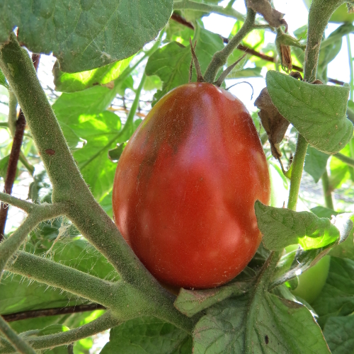Black Dragon tomato - Click Image to Close